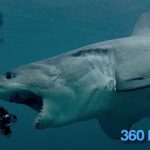 360-Shark