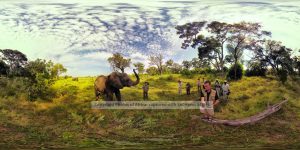 Chris-du-Plessis-Elephant-Pano-4000 x 2000