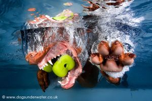 Dogs Underwater