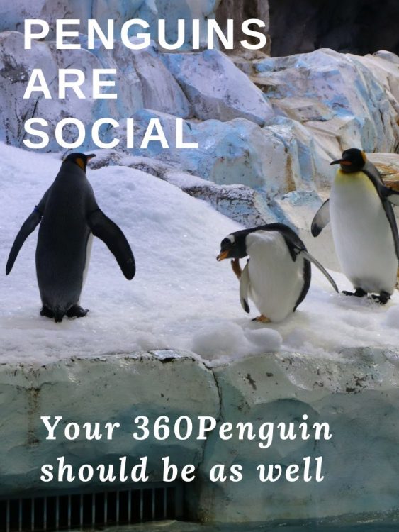 360Rize Penguins are Social