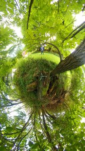 360Rize 360Penguin little planet view in the forest